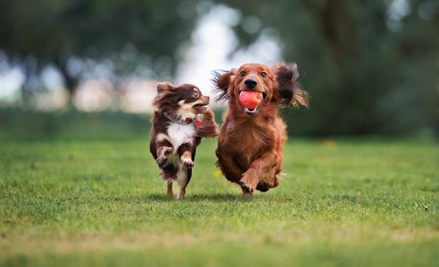 Two dogs play in a dog park